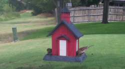 /Birds/Thumbs/20240718/found20240718-133255.png 