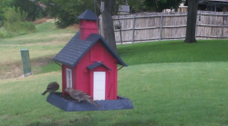 /Birds/Thumbs/20240718/found20240718-141828.png 
