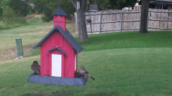 /Birds/Thumbs/20240718/found20240718-142440.png 