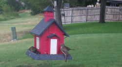 /Birds/Thumbs/20240718/found20240718-143304.png 