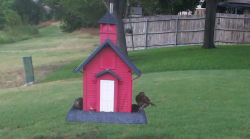 /Birds/Thumbs/20240718/found20240718-143413.png 