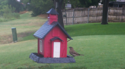 /Birds/Thumbs/20240718/found20240718-152538.png 