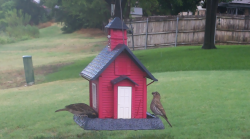 /Birds/Thumbs/20240718/found20240718-152937.png 