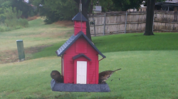 /Birds/Thumbs/20240718/found20240718-153035.png 