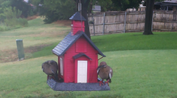 /Birds/Thumbs/20240718/found20240718-153416.png 