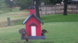 /Birds/Thumbs/20240718/found20240718-153600.png 