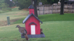 /Birds/Thumbs/20240718/found20240718-153706.png 