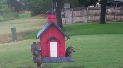 /Birds/Thumbs/20240718/found20240718-153833.png 