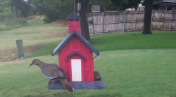 /Birds/Thumbs/20240718/found20240718-153924.png 