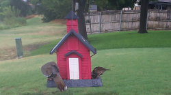 /Birds/Thumbs/20240718/found20240718-154007.png 