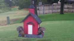 /Birds/Thumbs/20240718/found20240718-154131.png 