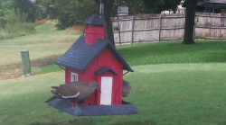 /Birds/Thumbs/20240718/found20240718-155003.png 