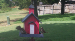 /Birds/Thumbs/20240718/found20240718-160840.png 
