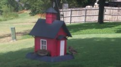 /Birds/Thumbs/20240718/found20240718-161224.png 