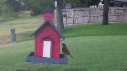 /Birds/Thumbs/20240718/found20240718-180018.png 