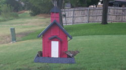 /Birds/Thumbs/20240718/found20240718-180145.png 