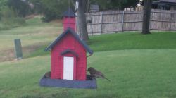 /Birds/Thumbs/20240718/found20240718-180444.png 