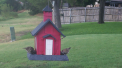 /Birds/Thumbs/20240718/found20240718-180755.png 