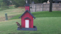 /Birds/Thumbs/20240718/found20240718-182144.png 