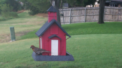 /Birds/Thumbs/20240718/found20240718-182230.png 