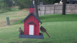 /Birds/Thumbs/20240718/found20240718-182619.png 