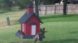 /Birds/Thumbs/20240718/found20240718-183800.png 