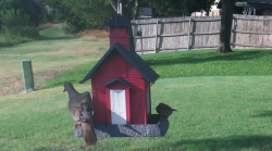 /Birds/Thumbs/20240718/found20240718-184108.png 