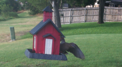 /Birds/Thumbs/20240718/found20240718-184848.png 
