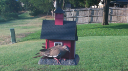 /Birds/Thumbs/20240718/found20240718-193644.png 