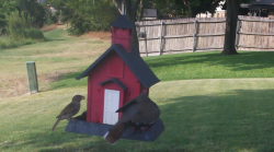 /Birds/Thumbs/20240720/found20240720-174458.png 