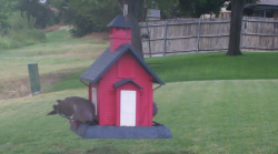 /Birds/Thumbs/20240720/found20240720-183656.png 