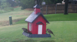 /Birds/Thumbs/20240721/found20240721-075811.png 