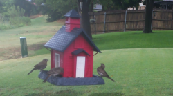 /Birds/Thumbs/20240721/found20240721-080313.png 