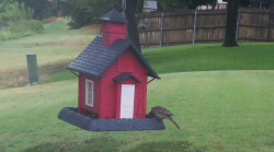 /Birds/Thumbs/20240721/found20240721-120514.png 
