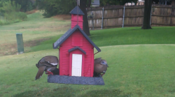 /Birds/Thumbs/20240721/found20240721-134122.png 