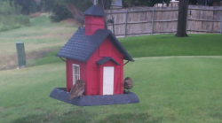 /Birds/Thumbs/20240722/found20240722-070751.png 