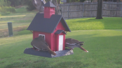 /Birds/Thumbs/20240722/found20240722-082911.png 