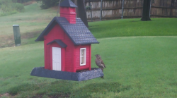 /Birds/Thumbs/20240723/found20240723-074653.png 