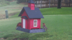 /Birds/Thumbs/20240723/found20240723-075513.png 