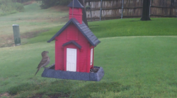 /Birds/Thumbs/20240723/found20240723-075629.png 