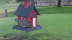 /Birds/Thumbs/20240723/found20240723-115822.png 