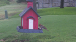 /Birds/Thumbs/20240724/found20240724-065509.png 