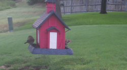 /Birds/Thumbs/20240724/found20240724-070422.png 