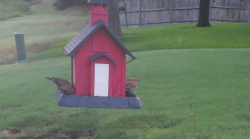 /Birds/Thumbs/20240724/found20240724-071132.png 
