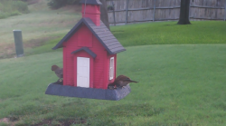 /Birds/Thumbs/20240724/found20240724-071209.png 