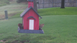 /Birds/Thumbs/20240724/found20240724-071250.png 