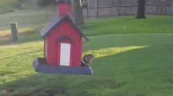 /Birds/Thumbs/20240724/found20240724-075222.png 