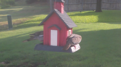 /Birds/Thumbs/20240724/found20240724-082304.png 