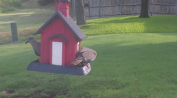 /Birds/Thumbs/20240724/found20240724-082431.png 