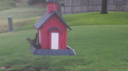 /Birds/Thumbs/20240724/found20240724-083648.png 